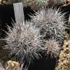 Copiapoa_rubriflora